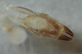   M. impluviatus nbsp;genitalia distal
